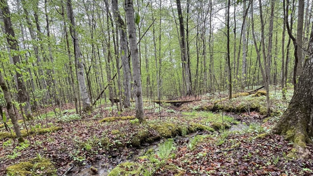 5 Acre Parcel in Angelica, NY – $11,900