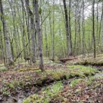 5 Acre Parcel in Angelica, NY – $11,900